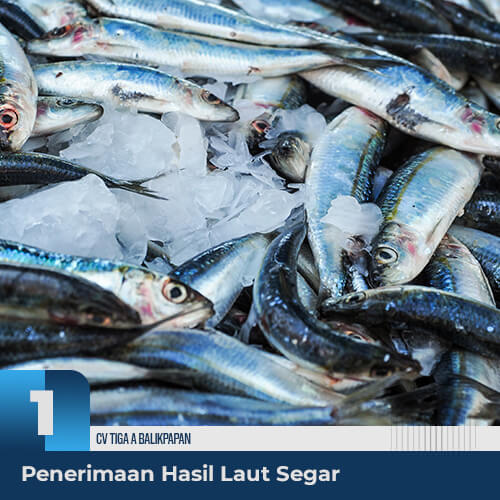 Berbagai jenis hasil laut seperti ikan, udang, lobster, rajungan dan lainnya dari penangkapan di pelabuhan yang diterima oleh kami dalam keadaan segar.